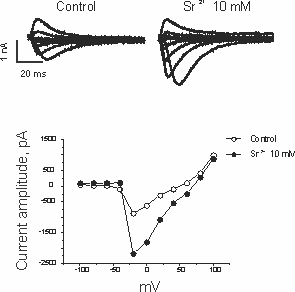 VDCC_Oocytes